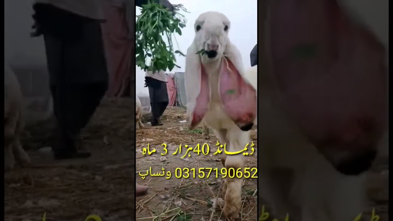 Kajle Kalle Lele Salam Mandi Bhalwal