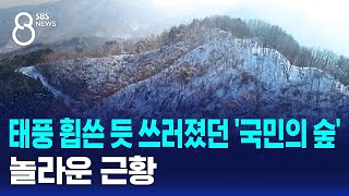 태풍 휩쓴 듯 쓰러졌던 '국민의 숲'…놀라운 근황 / SBS 8뉴스