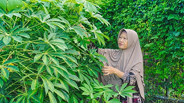 Memetik Daun Singkong di Kebun | Masak Tumis Daun Singkong Pindang, Tempe Garit, Brownis Singkong