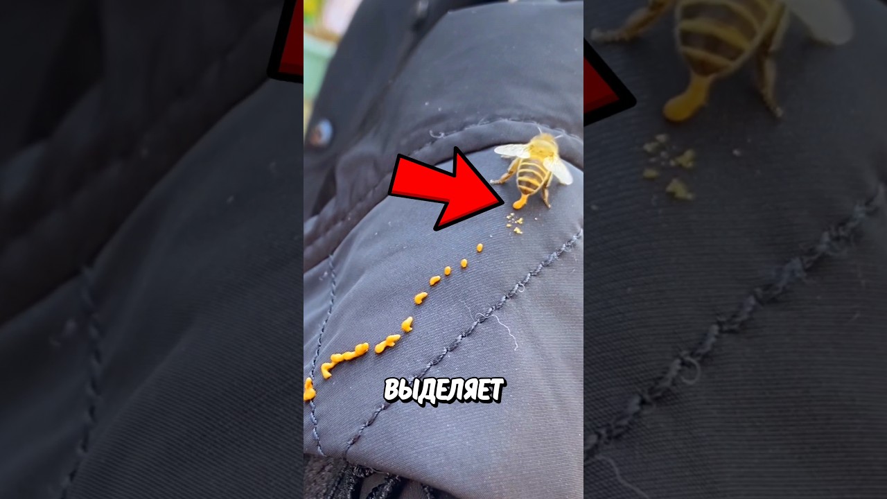 Жидкость Из Пчелы! 🤯