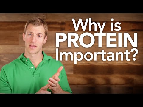 Why Is Protein Important?