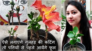 ऐसे लगाएंगे गुड़हल की कटिंग तो पत्तियों से पहले आयेंगे फूल | How to Grow Hibiscus from Cutting