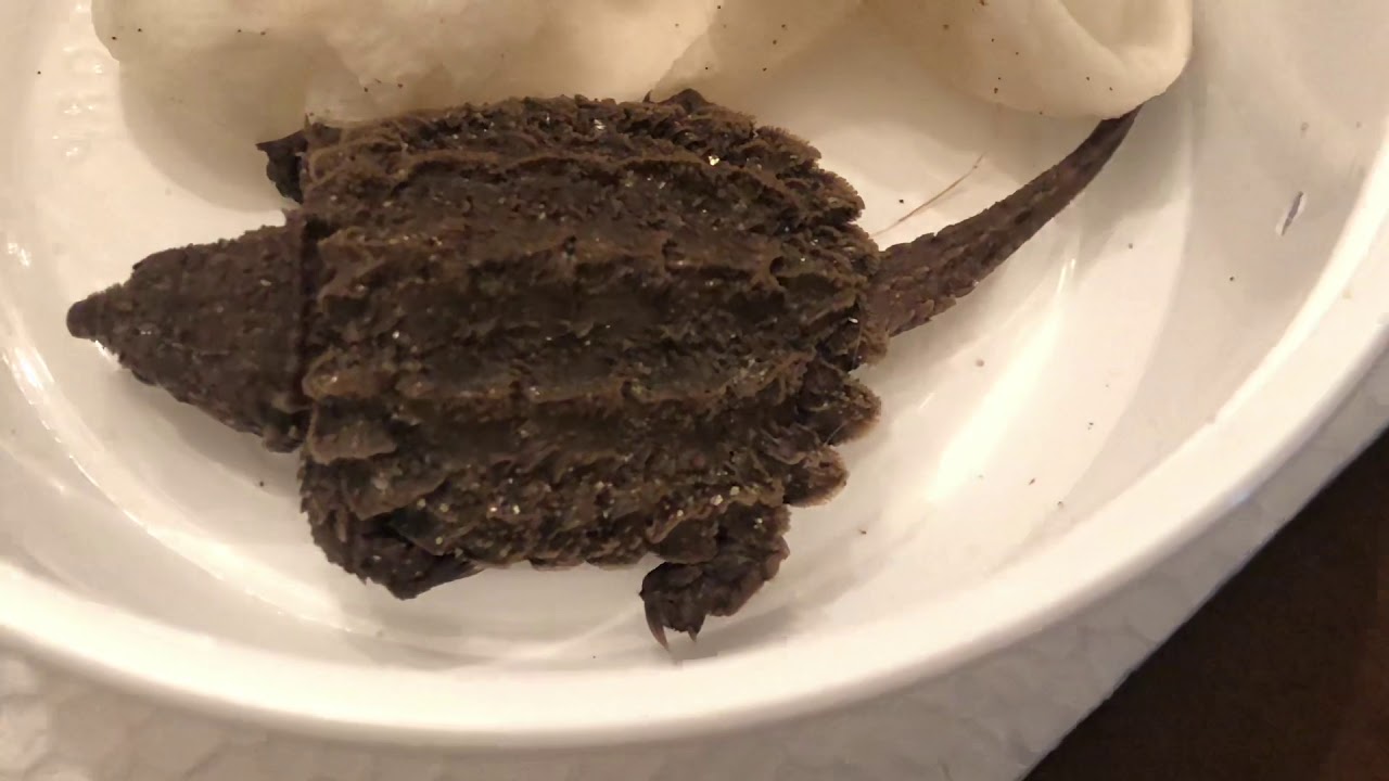 UNBOXING NEW HATCHLING CHOCOLATE MORPH ALLIGATOR SNAPPING TURTLE - YouTube
