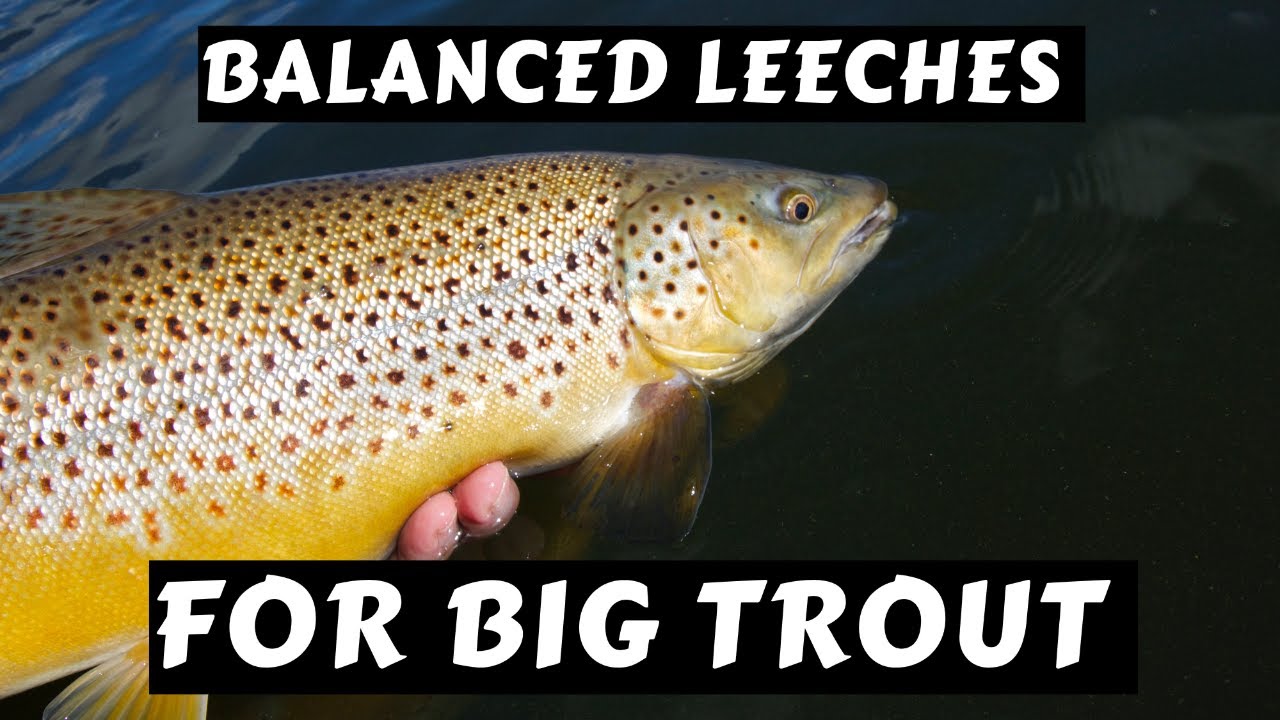 How to Use Balanced Leeches for Big Trout 