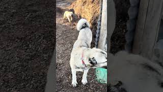 Zalo Köşeye Sıkıştı Ş Öpek Öy