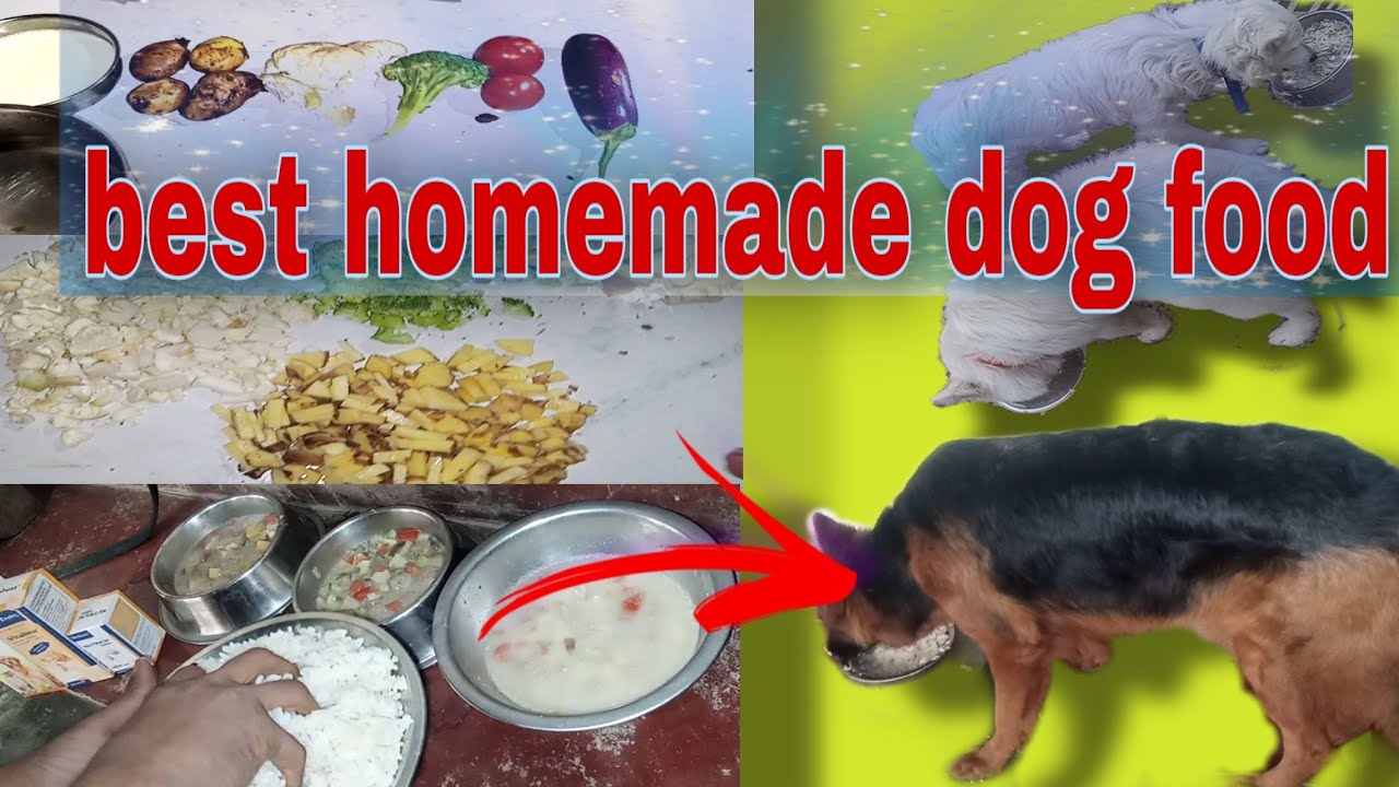 best homemade dog food for puppies veg homemade dog food recipes for