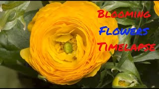 Blooming Flowers Time Lapse for Relaxation | Soft Piano Music screenshot 5