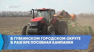 В Губкинском городском округе в разгаре посевная кампания