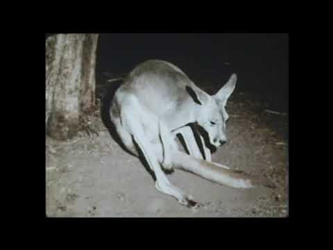Video: Wie Sammelt Man Ein Känguru
