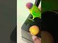 Talkingparot Parrot Nonstoptalkingparrot Talkinganimal Talkingbird Mithukibatain Talkin Cute