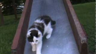 Kittens on a Slide - The Next Generation by DarkElfMairead 323,432 views 13 years ago 3 minutes, 40 seconds