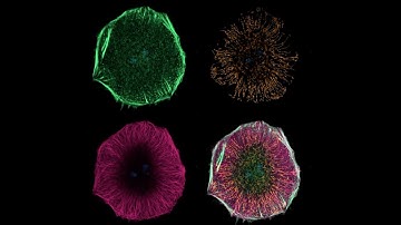 Image Processing and Analysis for Life Scientists teaser