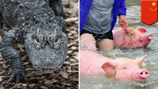 Inondation en Chine : 100 alligators s'échappent, 1000 porcs sont secourus