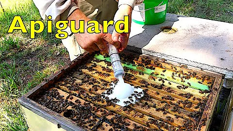 Effective Varroa Mite Control with Apiguard Treatment