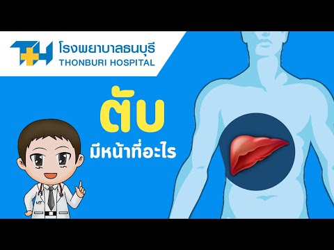 ตับมีหน้าที่อะไร? ตรวจสุขภาพตับด้วยเครื่อง FibroScan