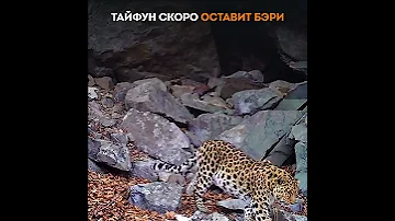 Кошачья походка: фотоловушка в Приморье сняла свидание леопардов