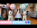 BABY GENDER REVEAL ft OUR HUSKIES!! [EMOTIONAL!]