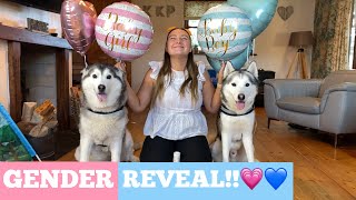 BABY GENDER REVEAL ft OUR HUSKIES!! [EMOTIONAL!]