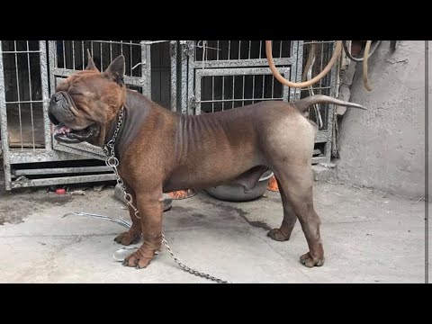 Video: Anjing Jambul Cina: Standar Breed