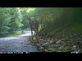 Fawn taken away by bear as mother watches