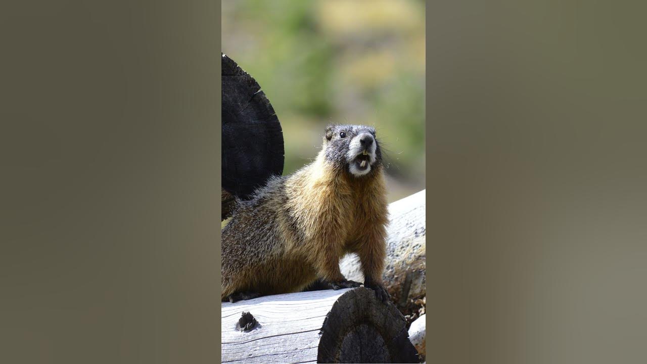 Random Fact - Groundhogs Edition Fact 15 #groundhogs #randomfacts #