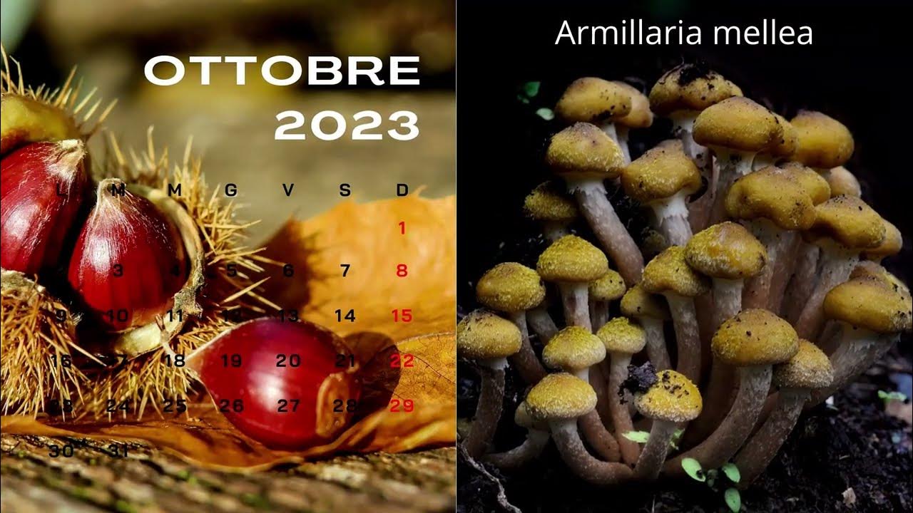 Calendario funghi del Trentino 2023 YouTube