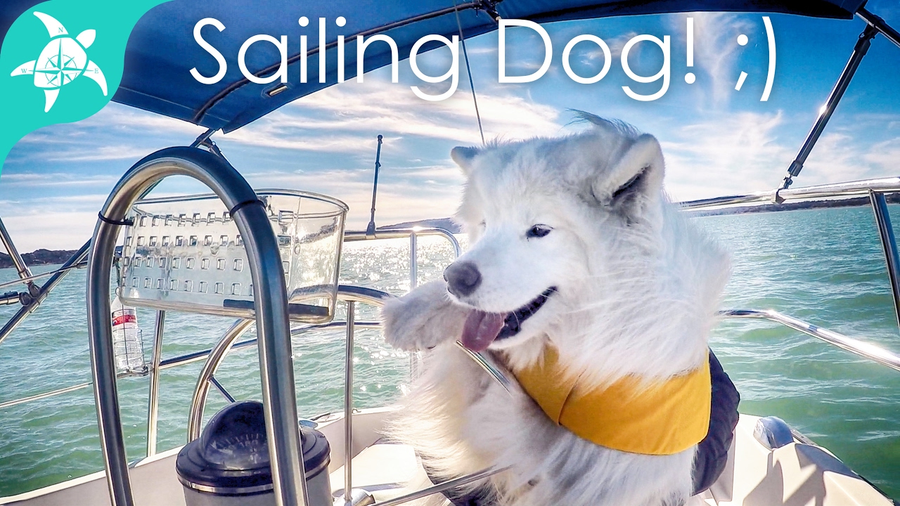 Doggie sailing school – Arya drives the boat! ;)