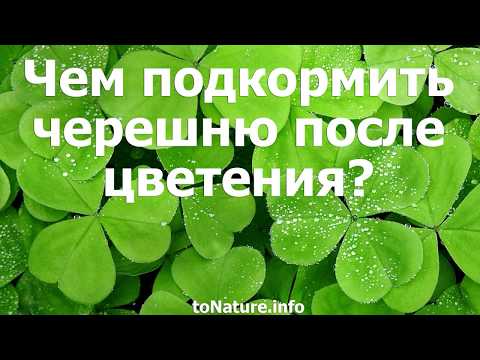 Чем подкормить черешню
