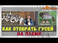 Как отобрать гусей на племя? "Мое Подворье"