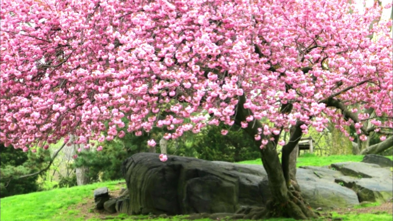 Organaut Plays the Hauptwerk Paramount 310 Wurlitzer Organ