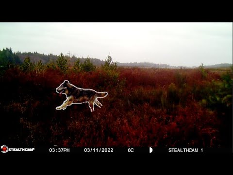 How To Catch A Predator - Spade.Ink – Punk With A Camera