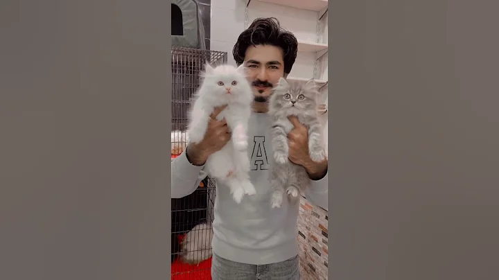 Video 10767161: quality persian cat kitten, cute kittens cat breeds, cat kitten love cute