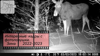 Как косули ложатся на лежку. Лучшие кадры с фотоловушки - Зима 2022-2023