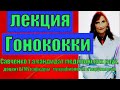 Гонококки.Гонококки-лекция по микробиологии.