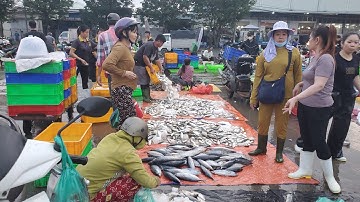 Chợ đầu mối bình điền sáng thứ tư cá nhám 30k cá lăng 65k cá phi 35k 