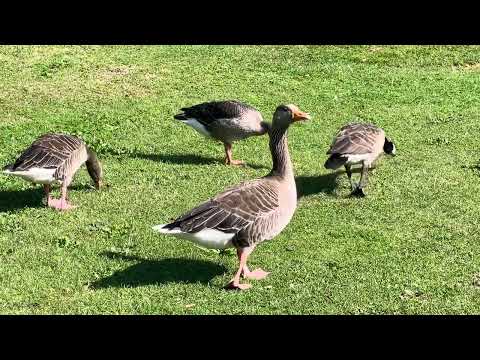 Greylag geese and