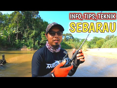 Video: Berapa banyak keadaan maklumat bait yang boleh diwakili?