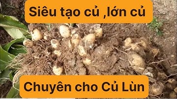 Siêu tạo củ , Lớn củ chuyên dành cho củ lùn ,khoai lang khoai môn khoai mỡ và tất cả các loại củ