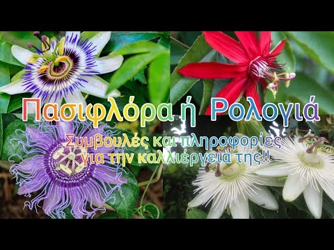Βίντεο: Passionflower (44 φωτογραφίες): τι είναι αυτό; Φύτευση και φροντίδα ενός λουλουδιού στο σπίτι, περιγραφή των φυτικών ειδών βρώσιμα και μπλε πασιφλόρα, ενσαρκωμένο πασιφλόρα και &qu