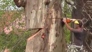 PODA DE ÁRBOLES EN ALTURA, TALADO