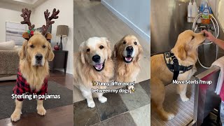 Funny Differences Between My Dogs | Part Two