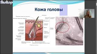 картинка: Основы Трихологии для стилистов и косметологов. Часть 1