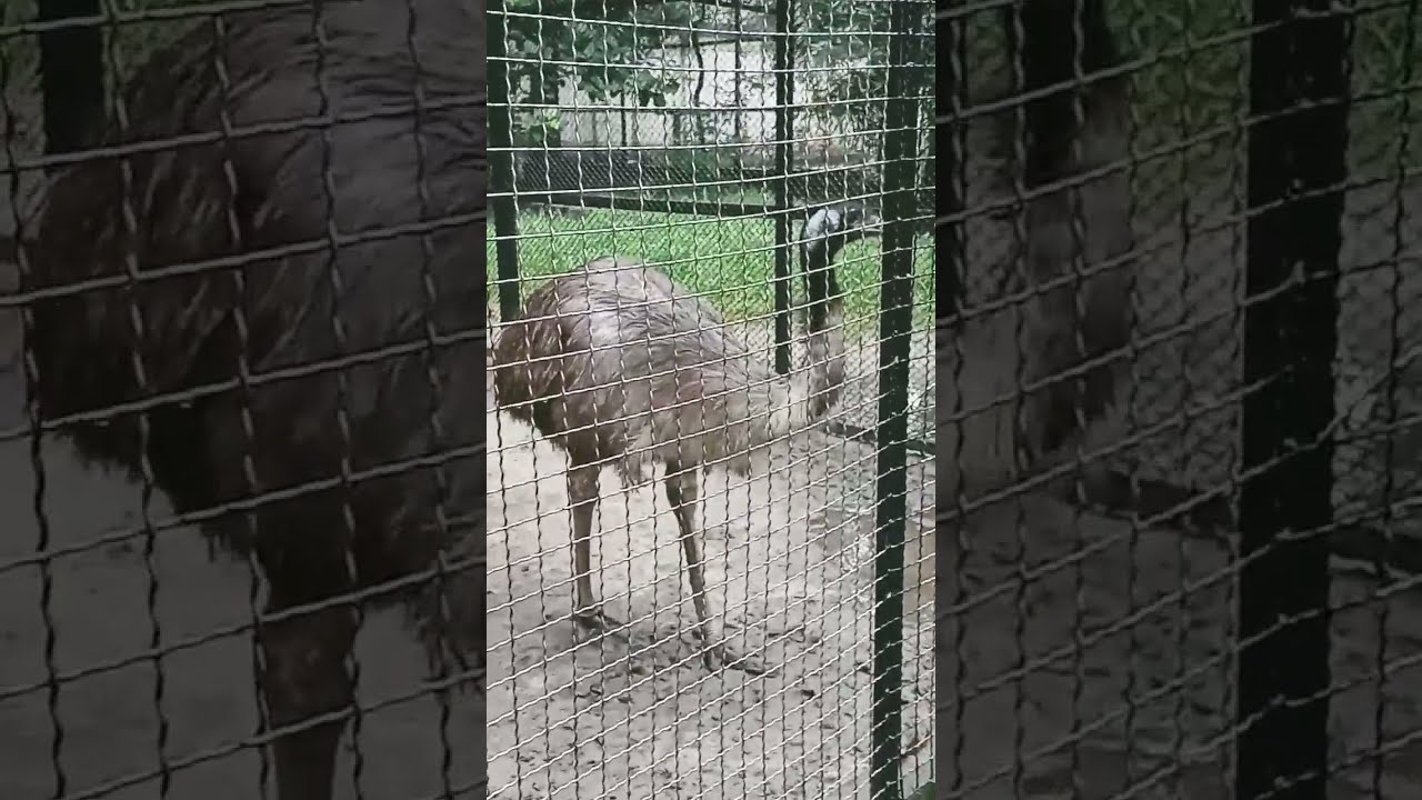 Emu Viral Animal Viralvideo Shorts Viralshort Shortvideo Viralreels Reels