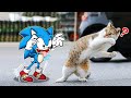Don&#39;t tease me !! Sonic vs Cat Funny Moments | Funniest Cats And Dogs Videos - Woa Doodland