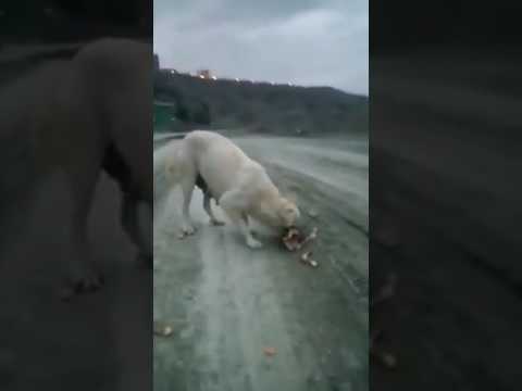 BİR ANNENİN FEDAKARLIĞI..