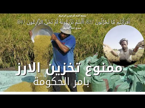 تخزين الارزالشعير احذر ممنوع تخزين الرز بامر الحكومة قبل ما تخزن الرز اعرف ايه عقوبة التخزين