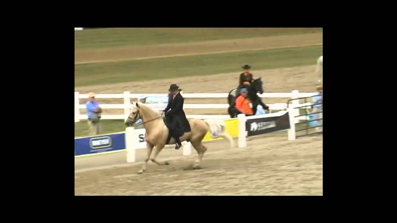 The World Equestrain Games RMHA Breed Demonstration