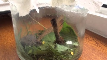 How to take care of a grasshopper! | Pet Land😇