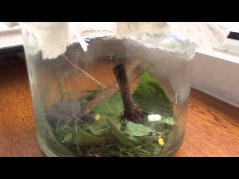 How to take care of a grasshopper! | Pet Land😇