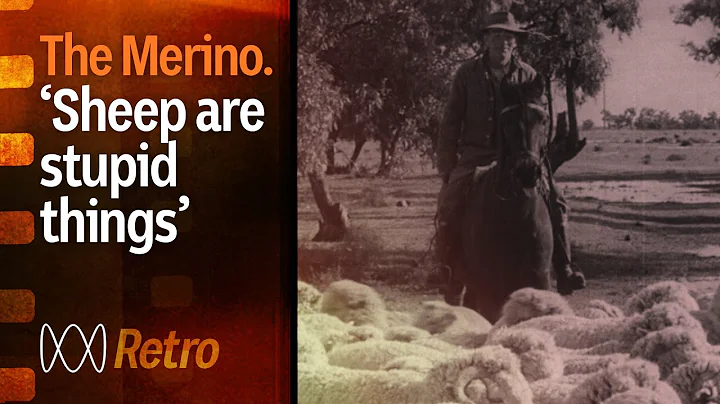 Australian Merino sheep - the history and origin s...